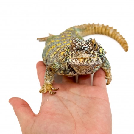 Uromastyx ornata ornata COUPLE - Fouette-queue