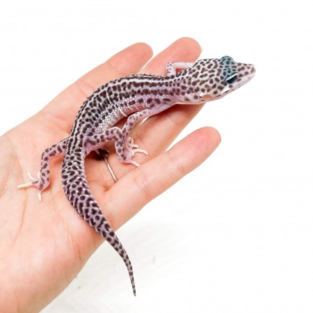 Eublepharis macularius "Super Mack snow " - Gecko léopard