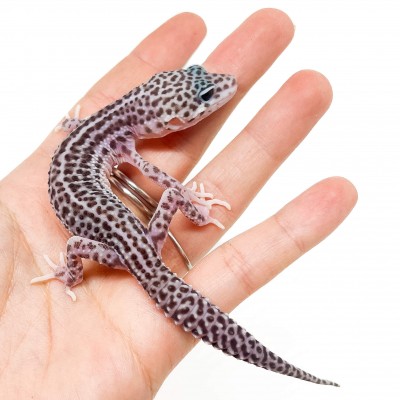 Eublepharis macularius "Super Mack snow " - Gecko léopard