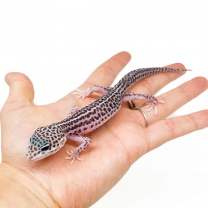 Eublepharis macularius...
