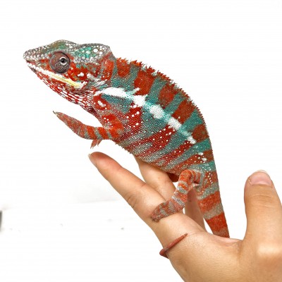 Furcifer pardalis -STANLEY- "Ambilobe Extrem Blue" - Caméléon panthère