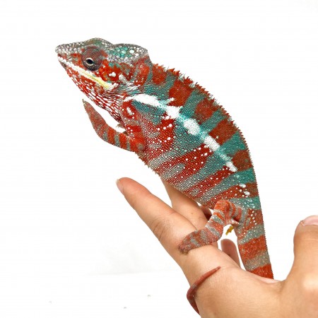 Furcifer pardalis -STANLEY- "Ambilobe Extrem Blue" - Caméléon panthère