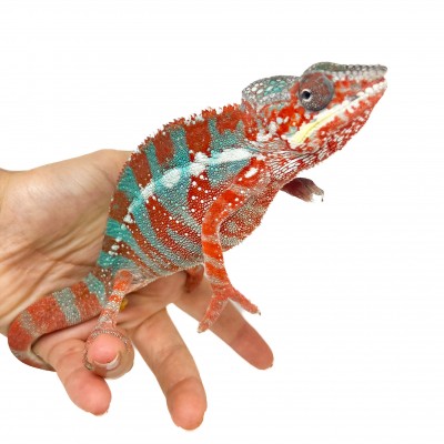 Furcifer pardalis -STANLEY- "Ambilobe Extrem Blue" - Caméléon panthère