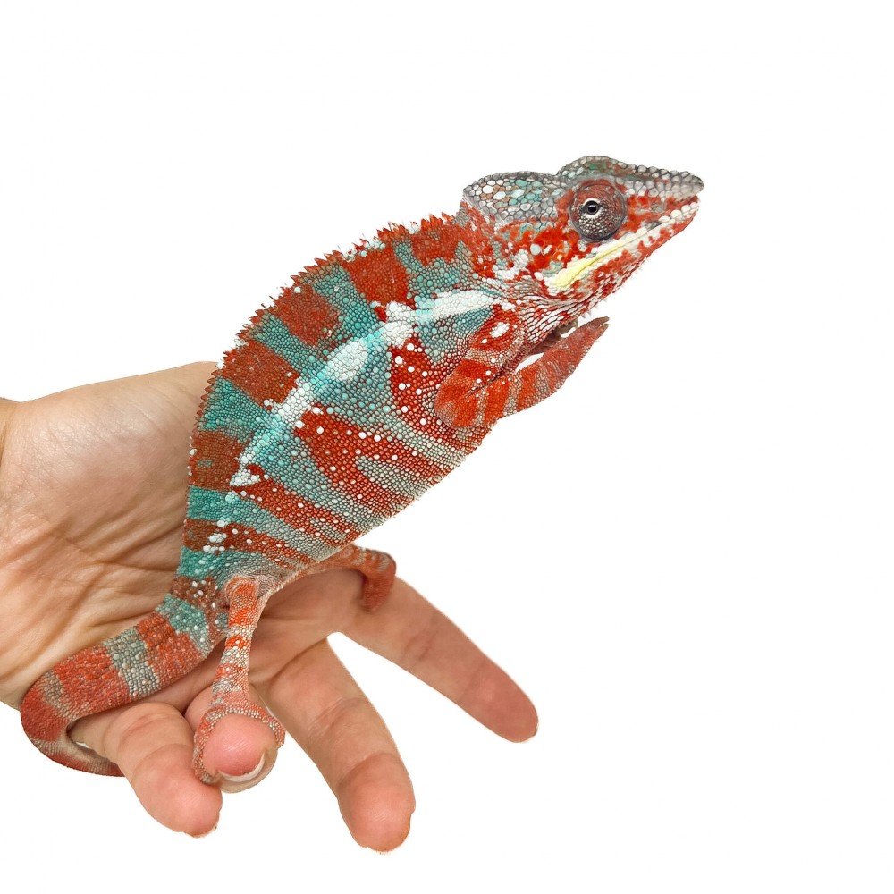 Furcifer pardalis -STANLEY- "Ambilobe Extrem Blue" - Caméléon panthère