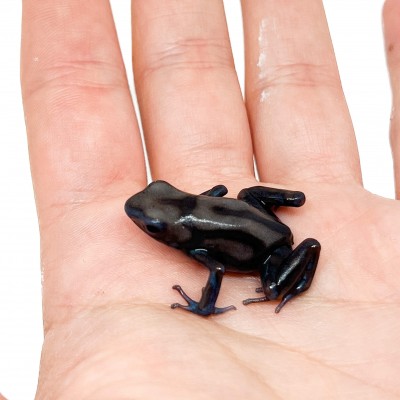 Dendrobates auratus "Pena Blanca" - Dendrobates doré