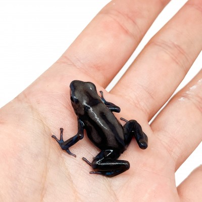 Dendrobates auratus "Pena Blanca" - Dendrobates doré