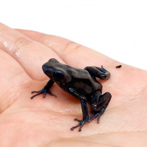 Dendrobates auratus "Pena...