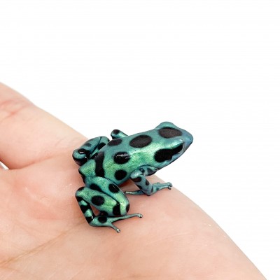Dendrobates auratus "Microspot" - Dendrobates doré