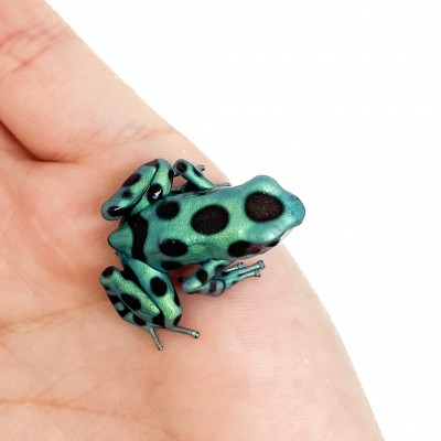 Dendrobates auratus "Microspot" - Dendrobates doré