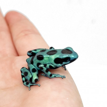 Dendrobates auratus "Microspot" - Dendrobates doré