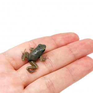 Dendrobates auratus "El...