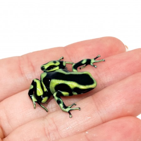 Dendrobates auratus "Capurgana" - Dendrobates doré