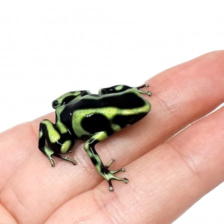Dendrobates auratus "Capurgana" - Dendrobates doré