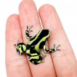 Dendrobates auratus...