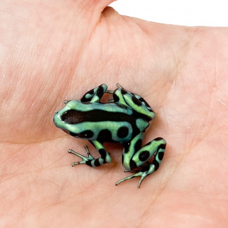 Dendrobates auratus "Cahuita" - Dendrobates doré
