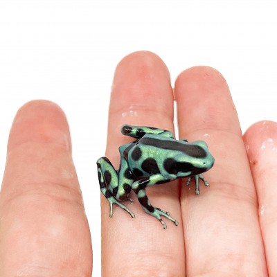Dendrobates auratus "Cahuita" - Dendrobates doré