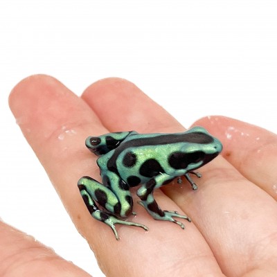 Dendrobates auratus "Cahuita" - Dendrobates doré