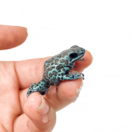 Dendrobates auratus "La Coca" - Dendrobates doré