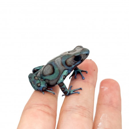 Dendrobates auratus "Highland Bronze" - Dendrobates doré