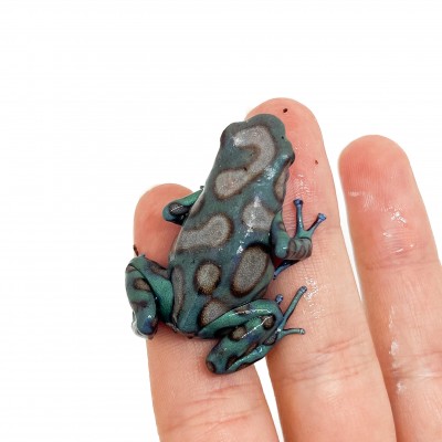 Dendrobates auratus "Highland Bronze" - Dendrobates doré