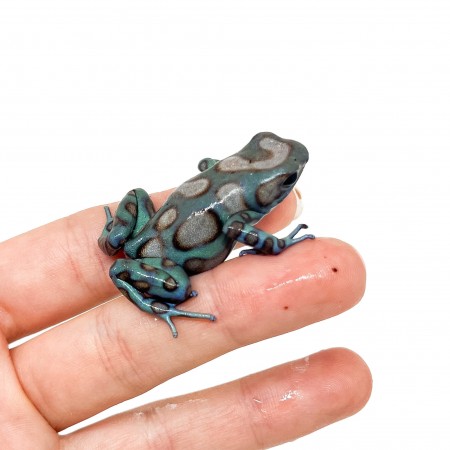 Dendrobates auratus "Highland Bronze" - Dendrobates doré