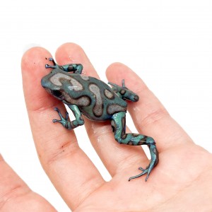 Dendrobates auratus...