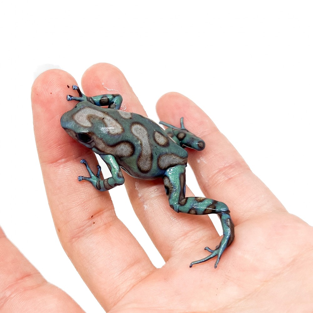 Dendrobates auratus "Highland Bronze" - Dendrobates doré