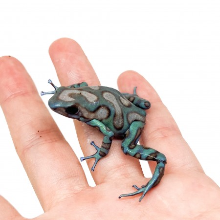 Dendrobates auratus "Highland Bronze" - Dendrobates doré