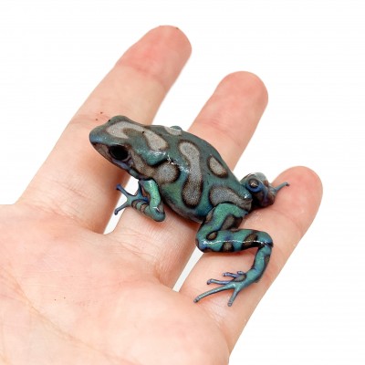 Dendrobates auratus "Highland Bronze" - Dendrobates doré