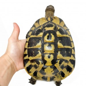Testudo hermanni boettgeri...