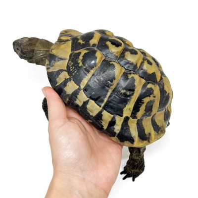 Testudo hermanni boettgeri - MÂLE ADULTES - Tortue d'Hermann