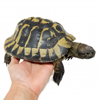 Testudo hermanni boettgeri - MÂLE ADULTES - Tortue d'Hermann