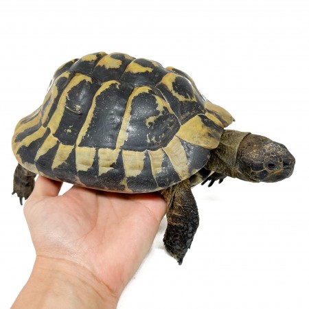 Testudo hermanni boettgeri - MÂLE ADULTES - Tortue d'Hermann