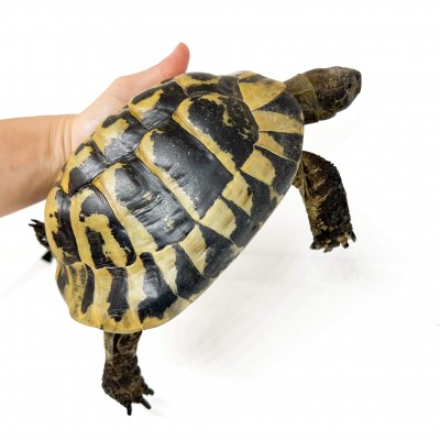 Testudo hermanni boettgeri - MÂLE ADULTES - Tortue d'Hermann