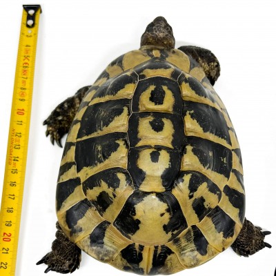 Testudo hermanni boettgeri - MÂLE ADULTES - Tortue d'Hermann