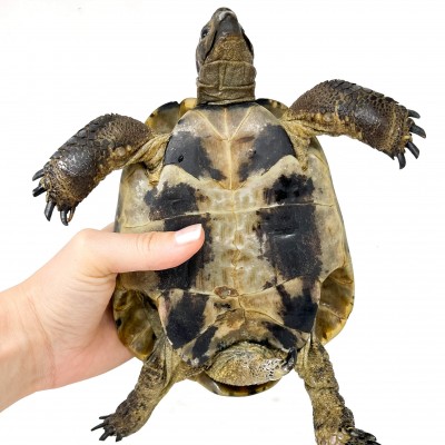 Testudo hermanni boettgeri - MÂLE ADULTES - Tortue d'Hermann
