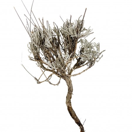 Buisson sec pour biotope désertique