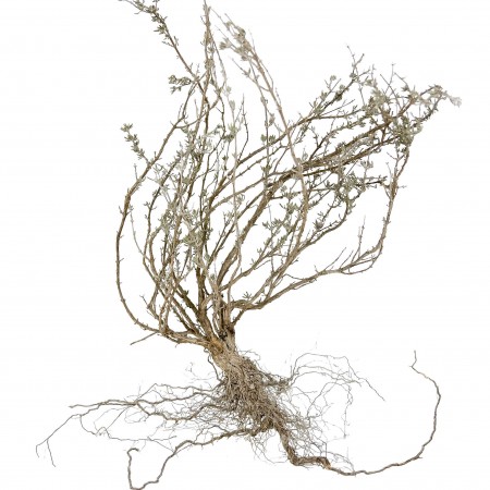 Buisson sec pour biotope désertique