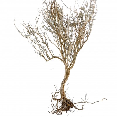 Buisson sec pour biotope désertique