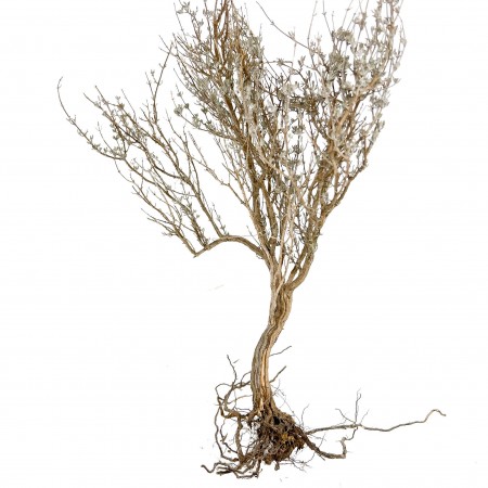 Buisson sec pour biotope désertique