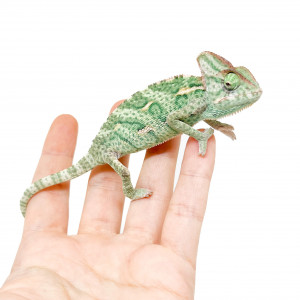 Chamaeleo calyptratus -...