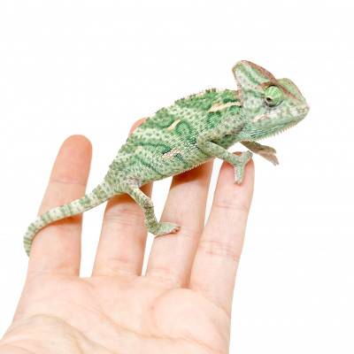 Chamaeleo calyptratus - Caméléon casqué du Yemen