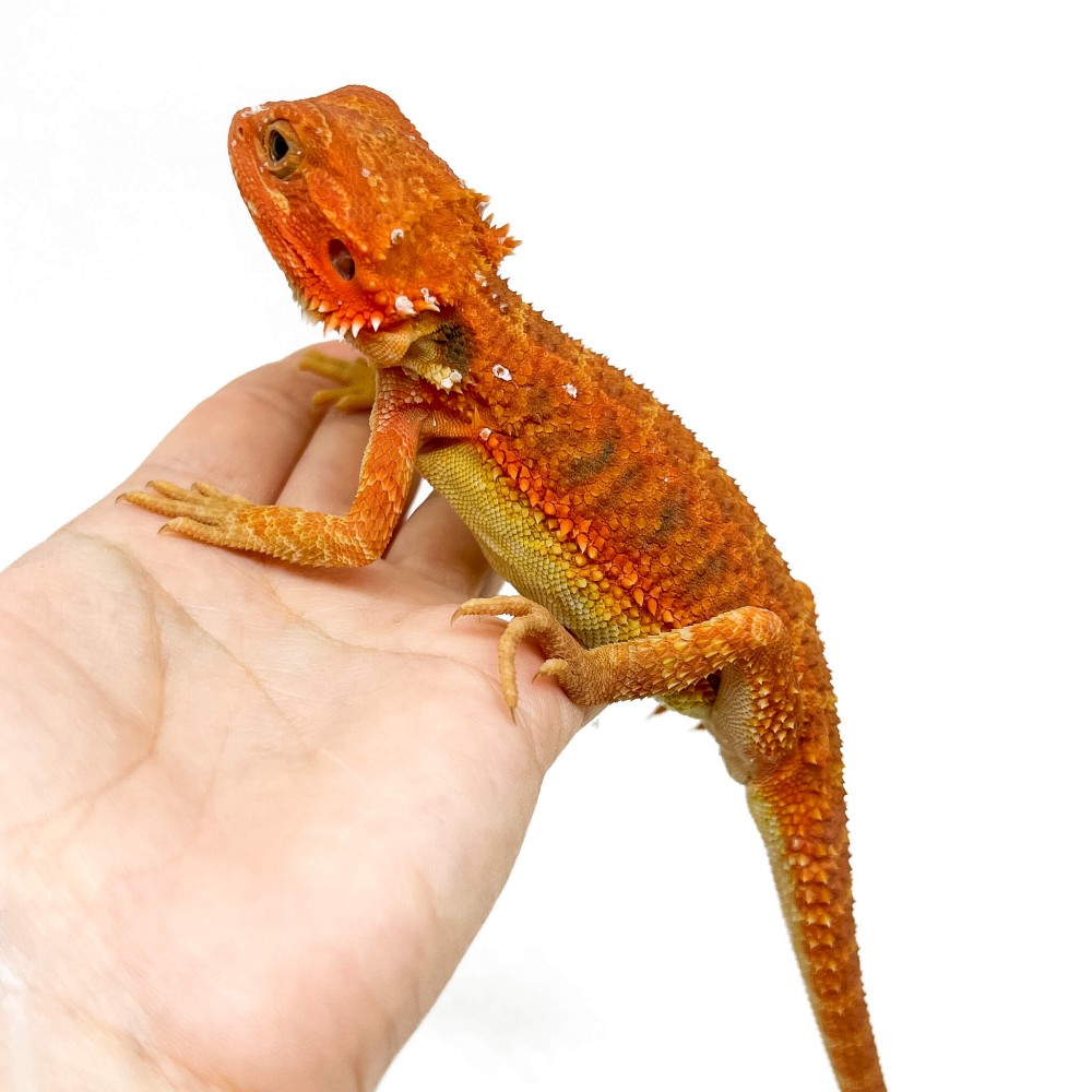 Pogona vitticeps FEMELLE "Hypo red transculent" - Agame barbu