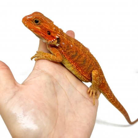 Pogona vitticeps FEMELLE "Hypo red transculent" - Agame barbu