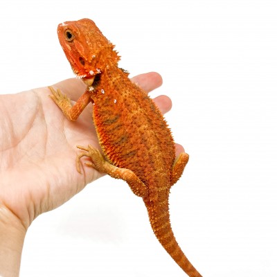 Pogona vitticeps FEMELLE "Hypo red transculent" - Agame barbu