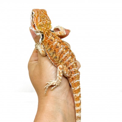 Pogona vitticeps MÂLE "Sandfire" - Agame barbu