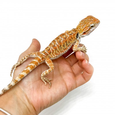 Pogona vitticeps MÂLE "Sandfire" - Agame barbu