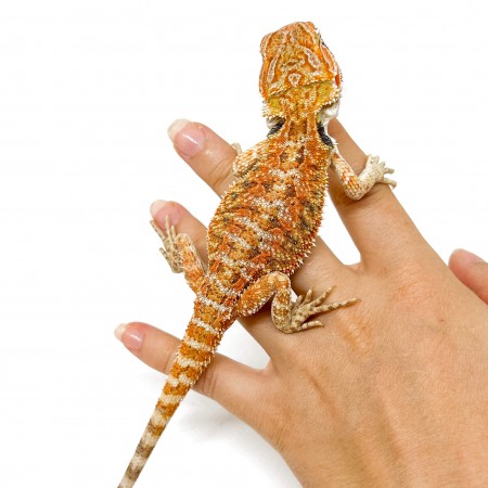 Pogona vitticeps MÂLE "Sandfire" - Agame barbu