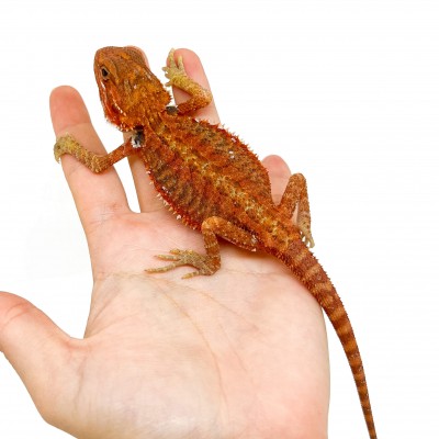Pogona vitticeps FEMELLE "Hypo red transculent" - Agame barbu