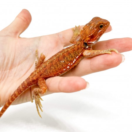 Pogona vitticeps FEMELLE "Hypo red transculent" - Agame barbu